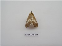 藏品(尺蠖蛾科)的圖片